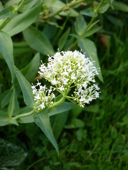 Centranthus ruber 'Albus' fleur